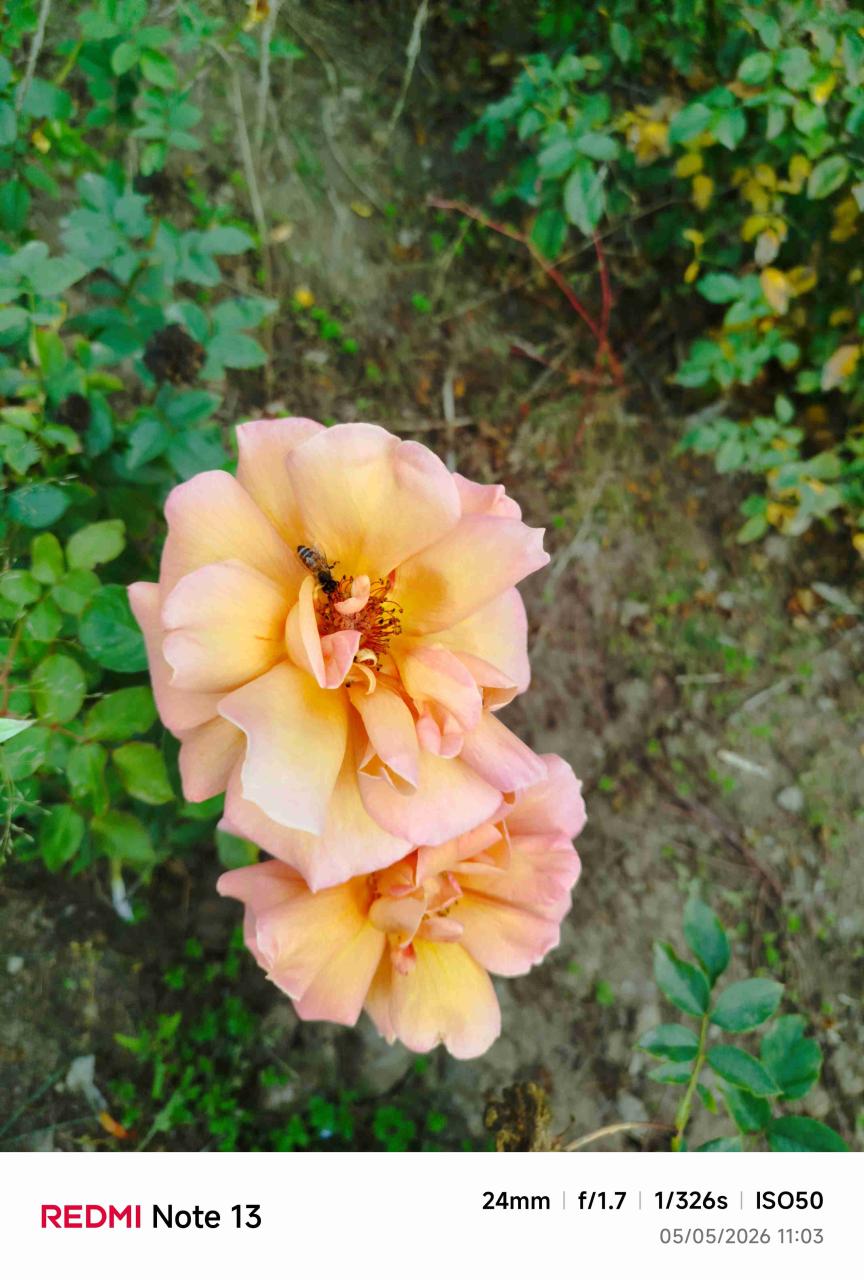 Rosas - miniatura 5