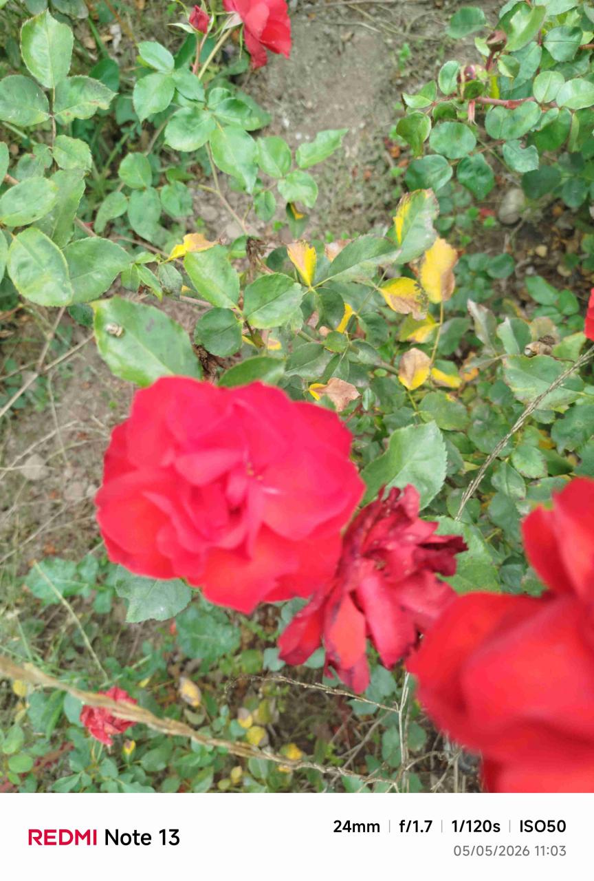 Rosas - miniatura 6