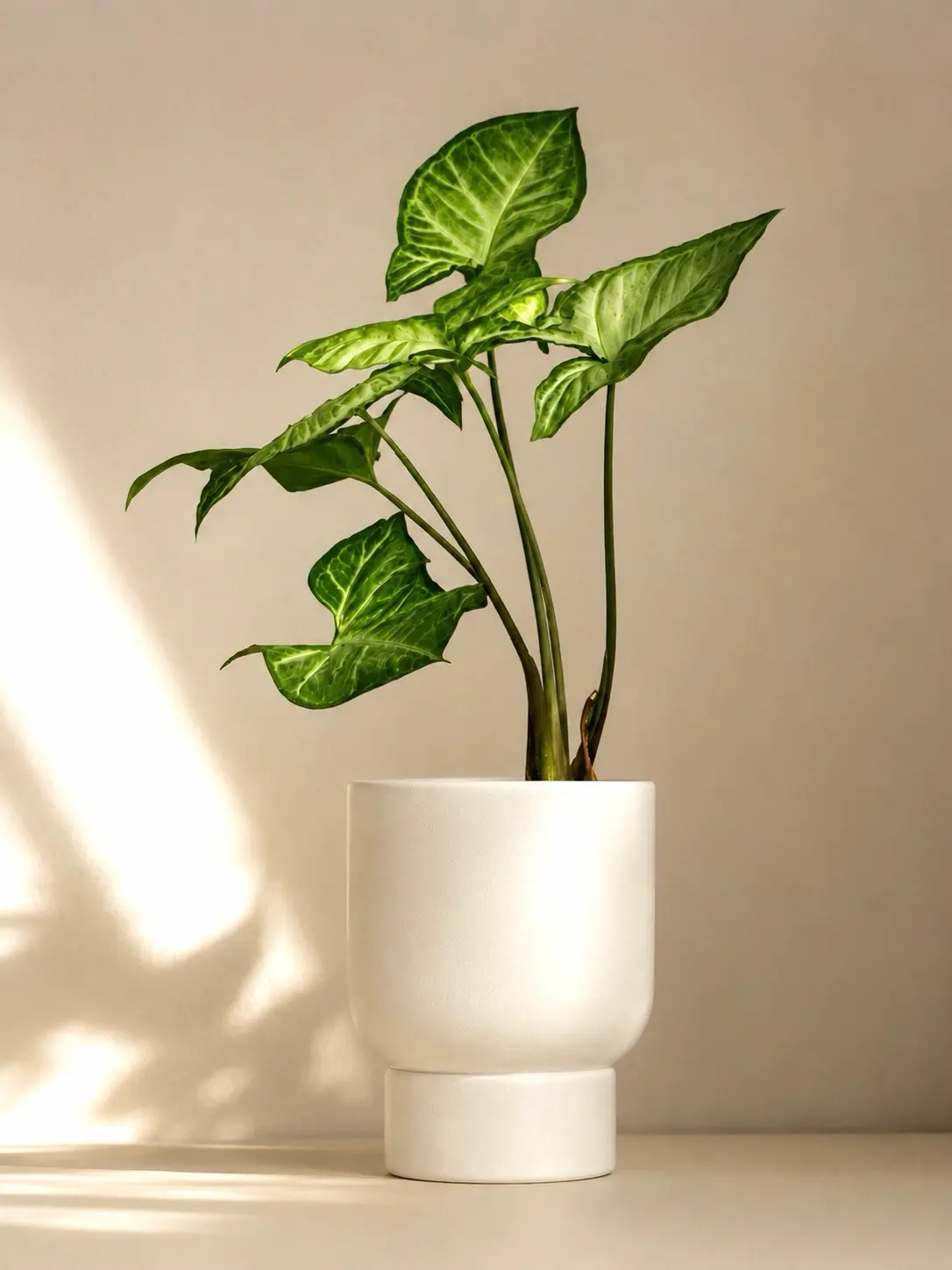 Planta decorativa en maceta blanca