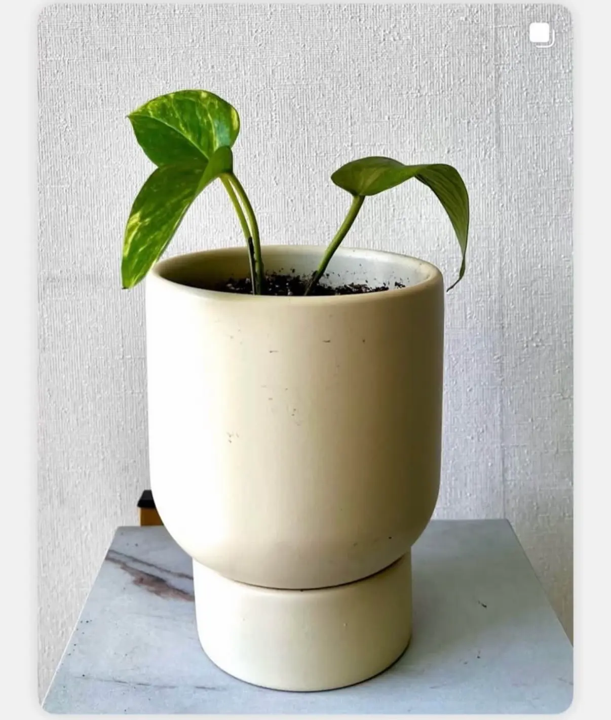 Macetero blanco con planta photus