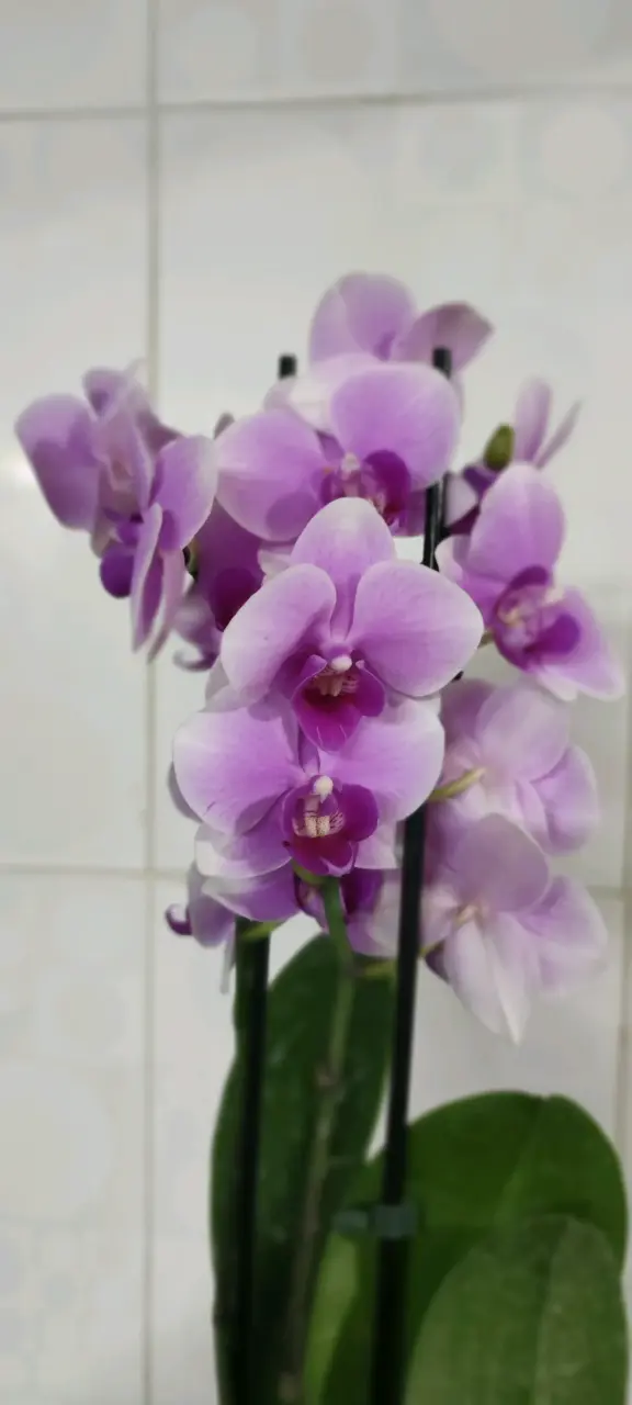 Orquídea morada en maceta - miniatura 1