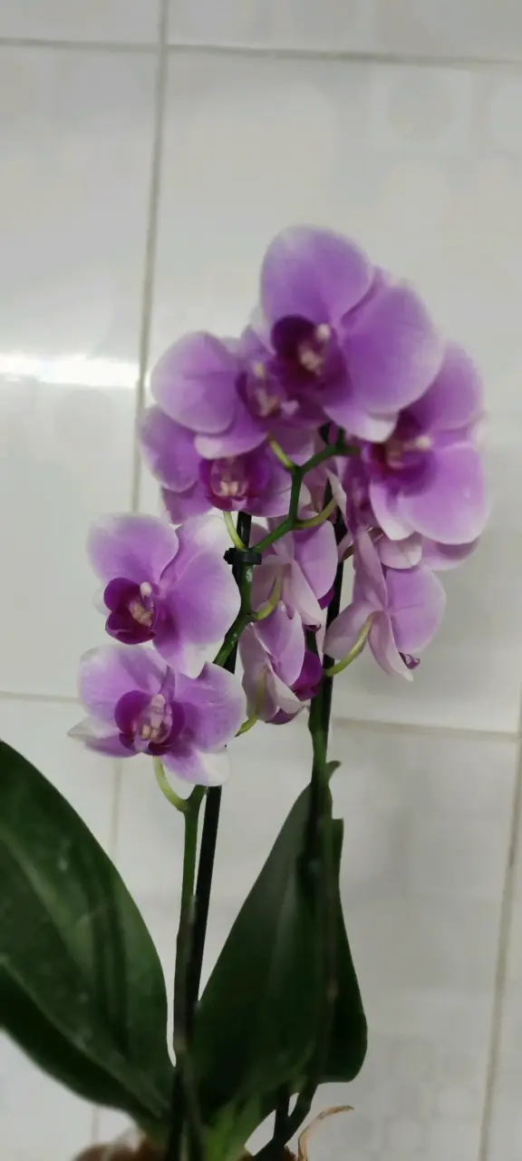Orquídea morada en maceta - miniatura 2