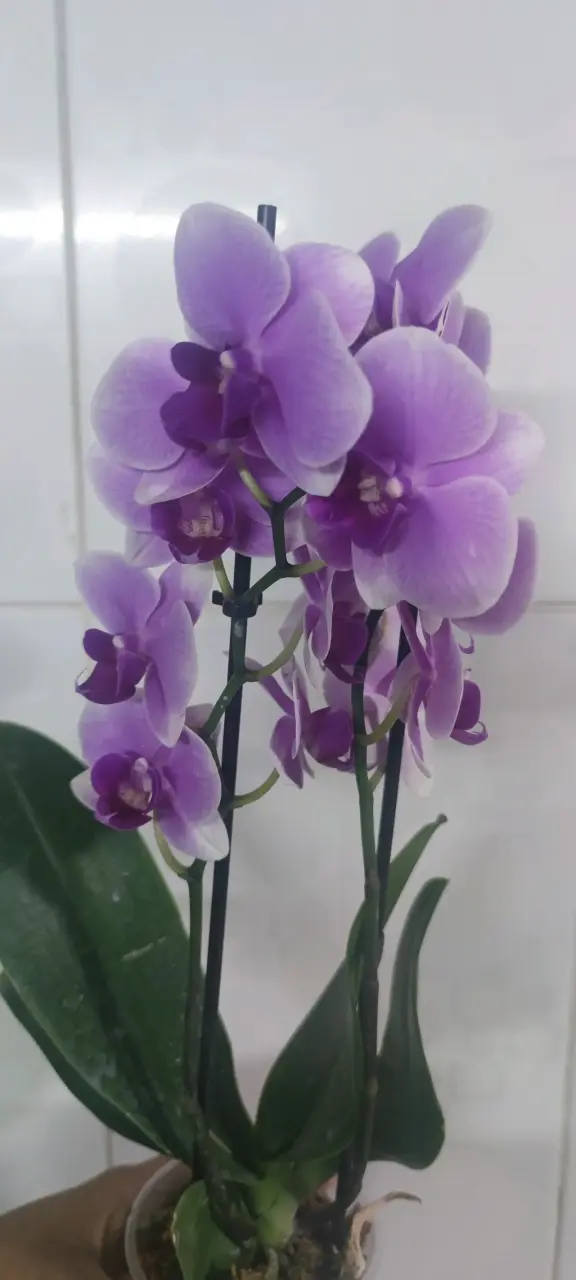 Orquídea morada en maceta - miniatura 3