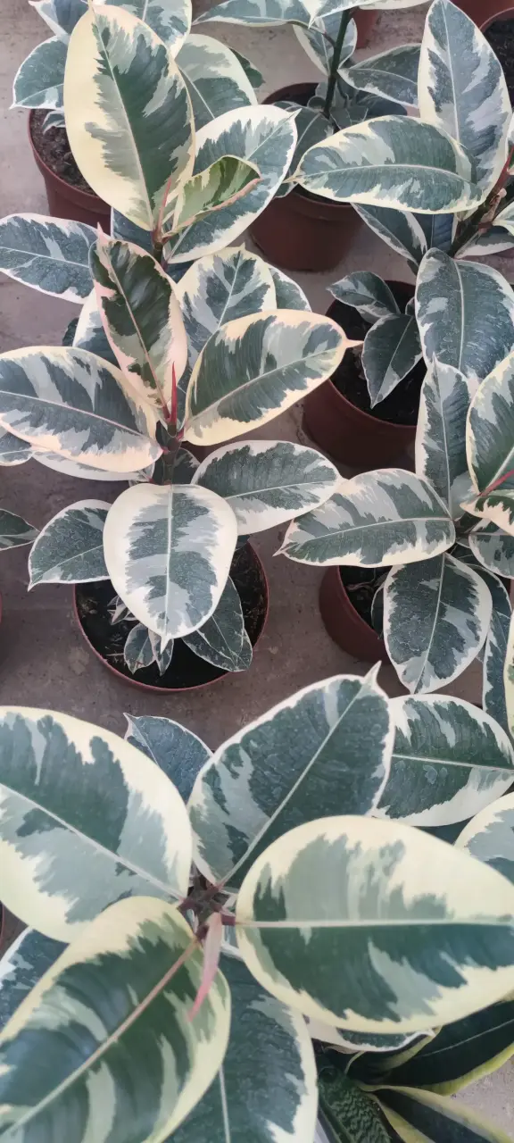Gomero Tineke variegado en maceta