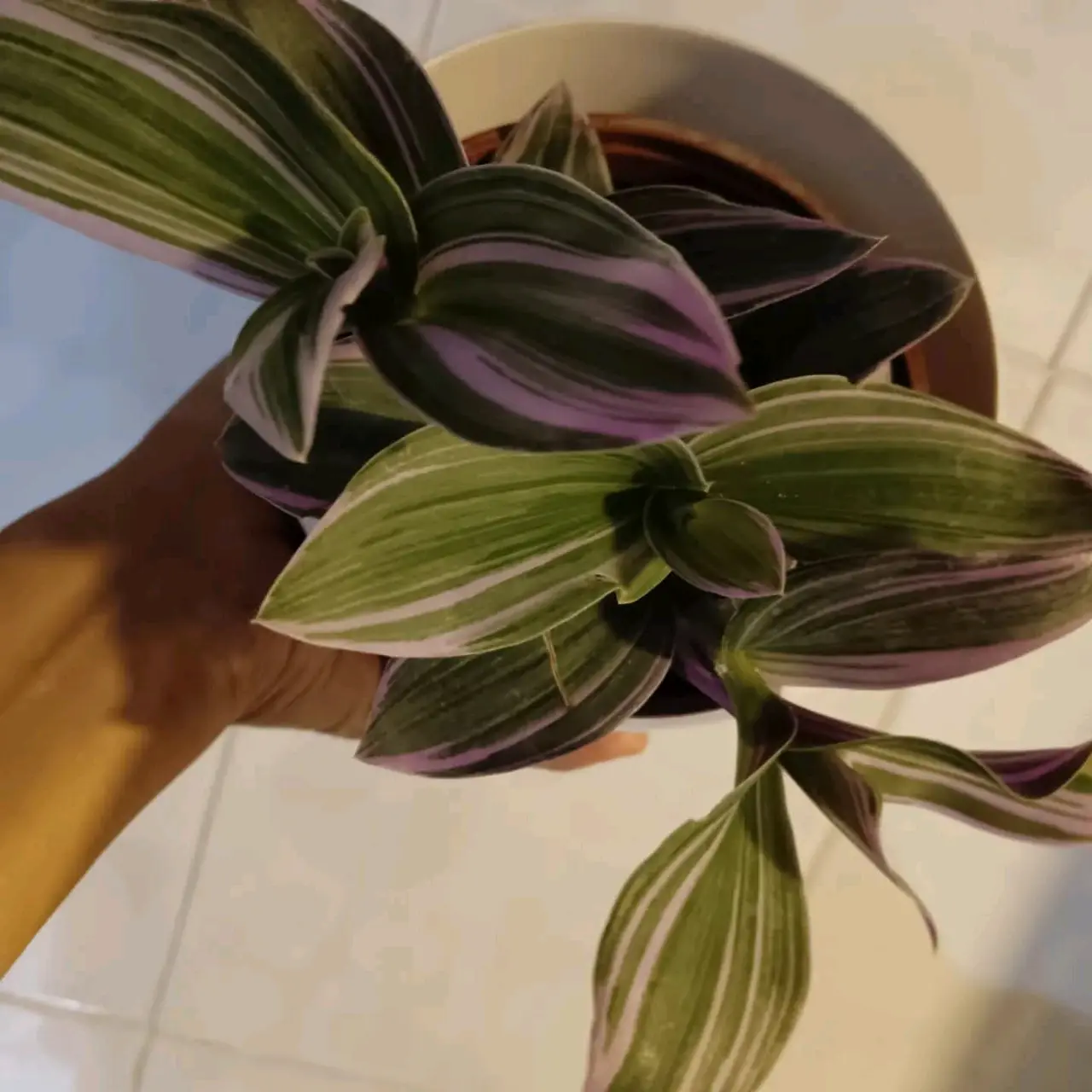 Planta Tradescantia Nanouk
