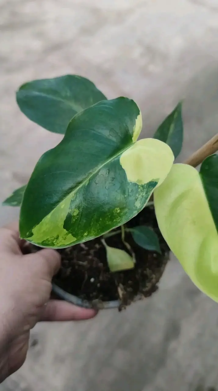 Planta Philodendro Burble marxi