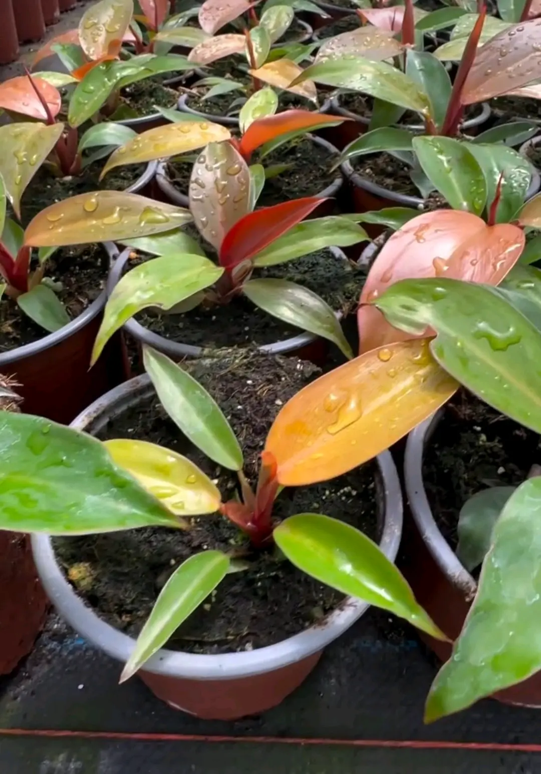 Plantas Philodendro Orange