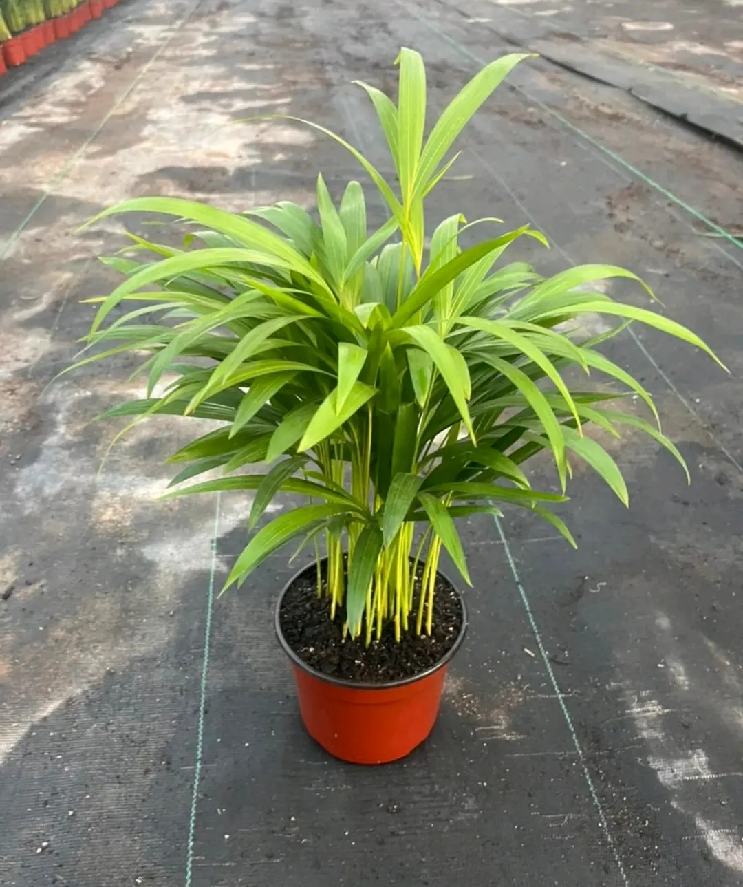 Palmera  Areca en macetas