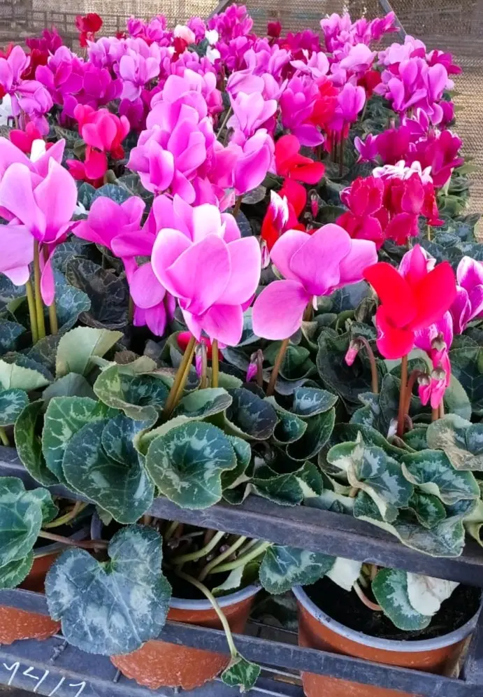 Planta  Ciclamen coloridas