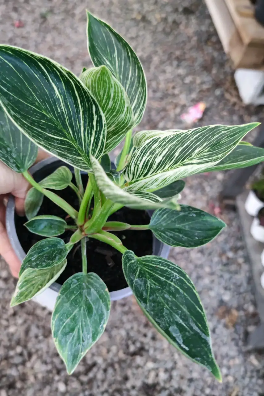 Planta Philodendron Birkin en maceta