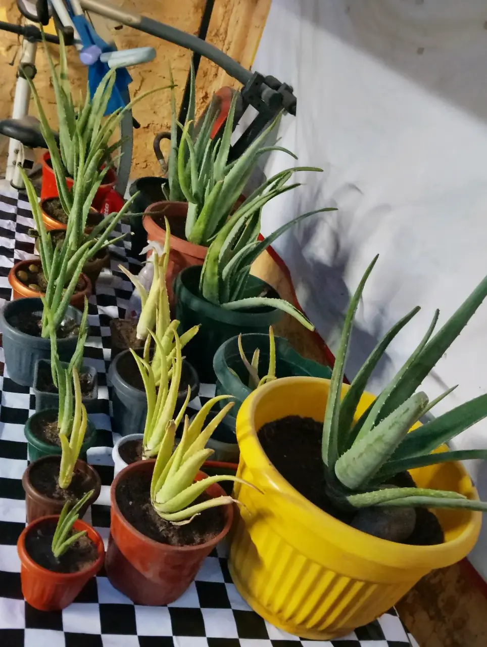 Aloe vera en maceteros varios - miniatura 1