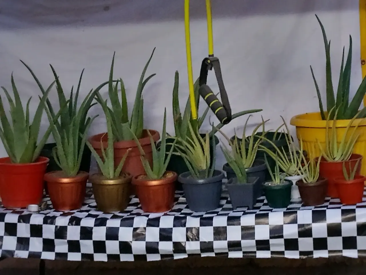 Aloe vera en maceteros varios - miniatura 2