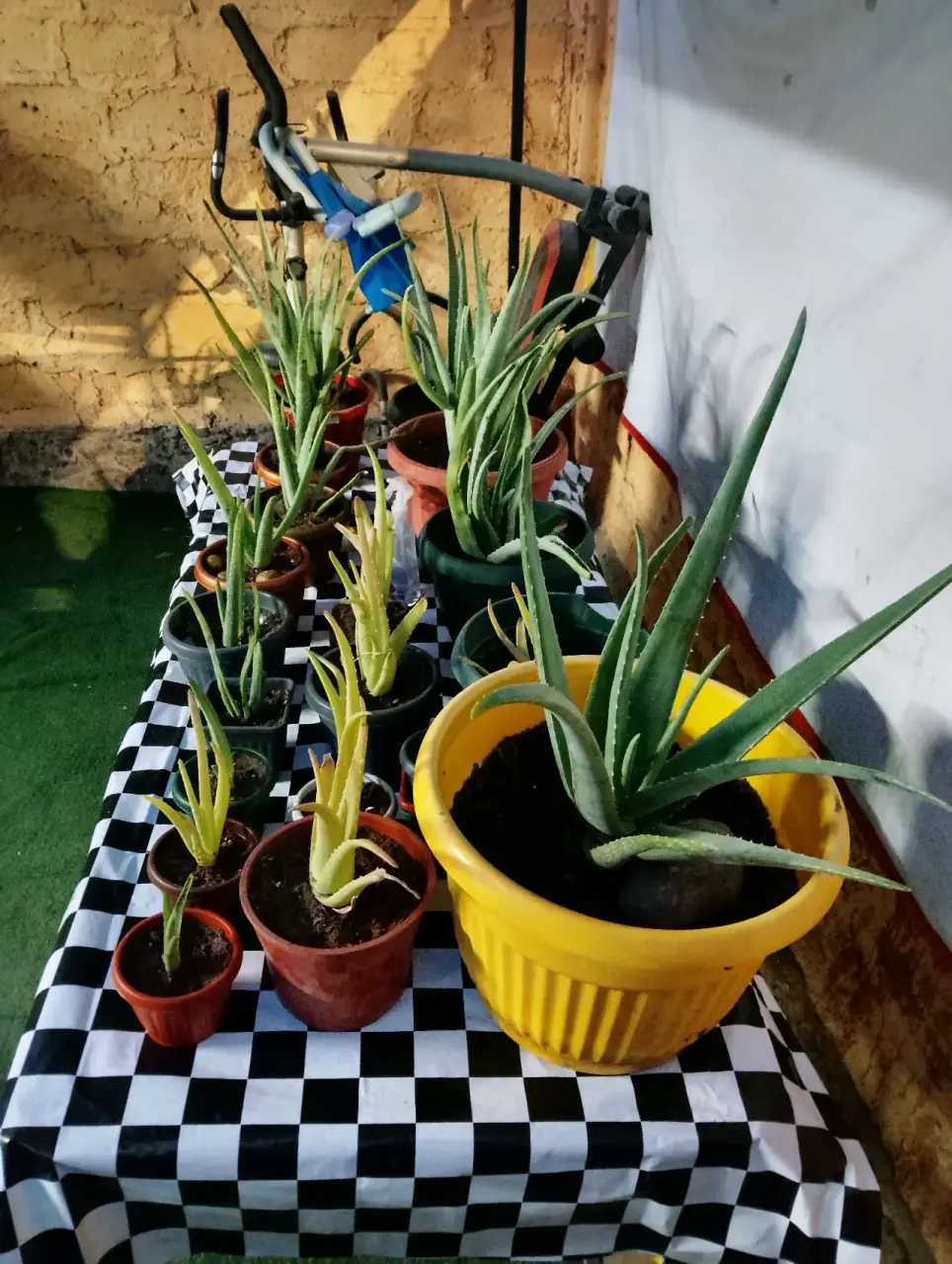 Aloe vera en maceteros varios - miniatura 3