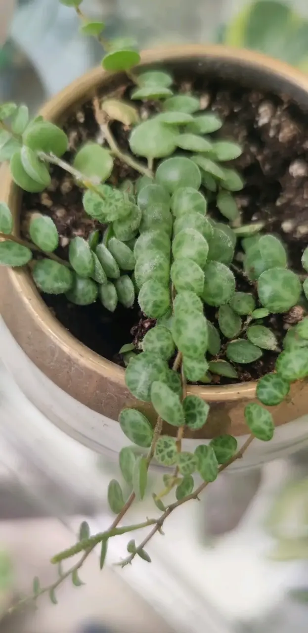 Planta  Peperomia Tortuga