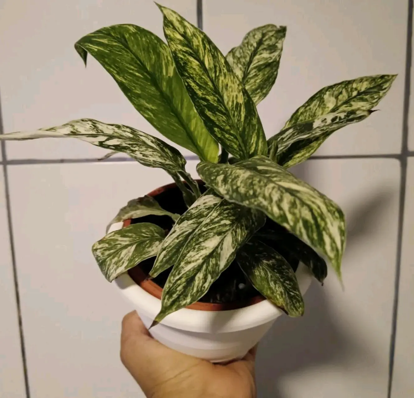 Planta Esphatufilium Variegado