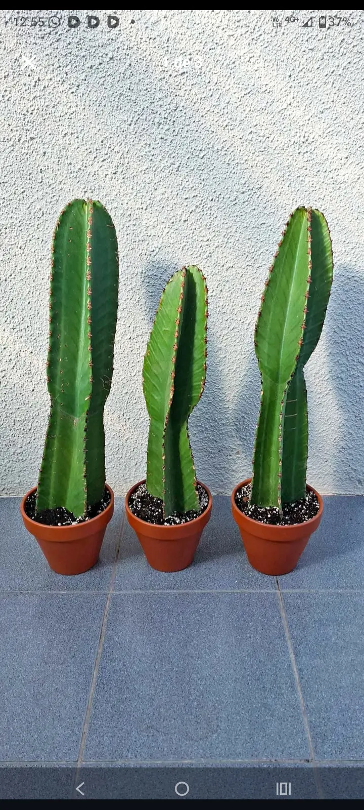 cactus decorativos ,plantA y suculentas - miniatura 1