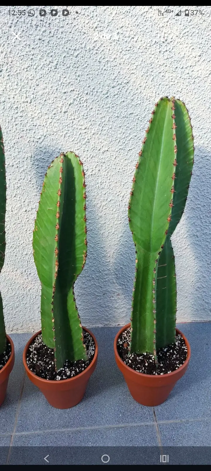 cactus decorativos ,plantA y suculentas - miniatura 2