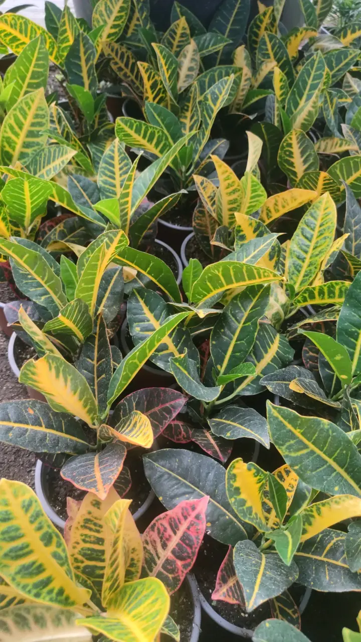 Planta Croton en maceta