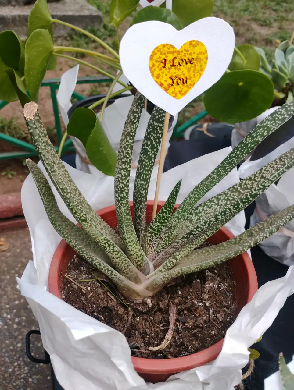 Planta suculenta en maceta