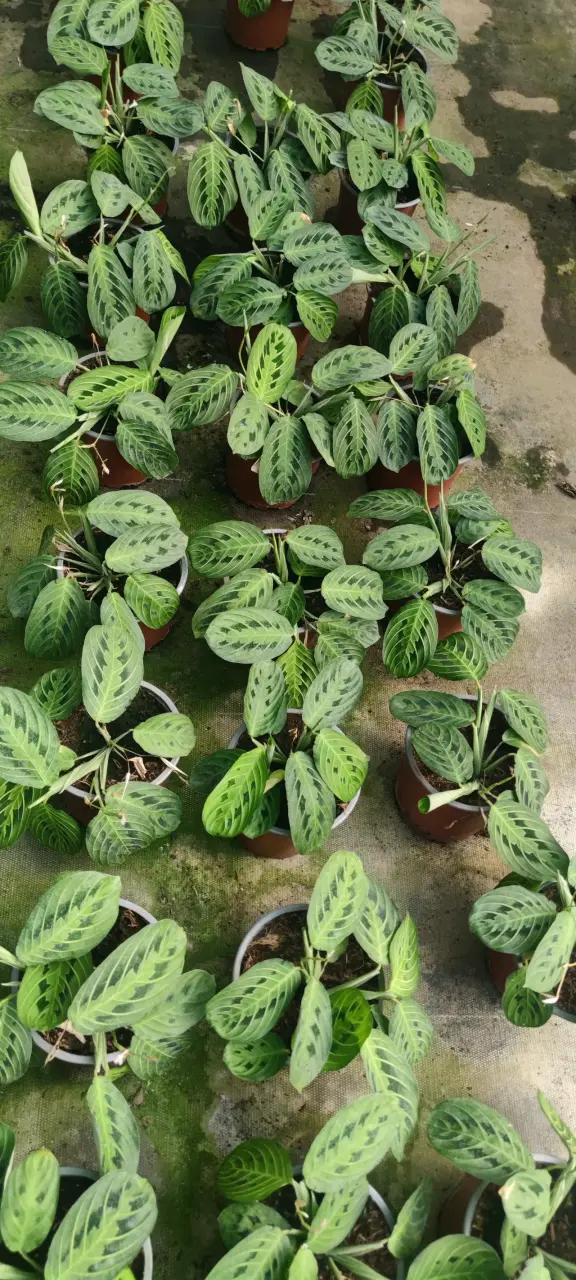 Plantas Marantha Lime limón