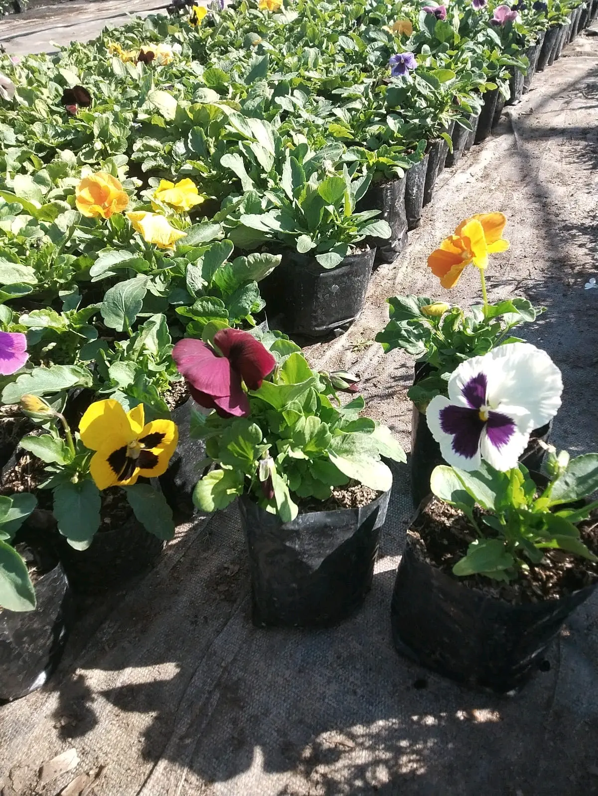 Plantas Pensamientos,violas - miniatura 1