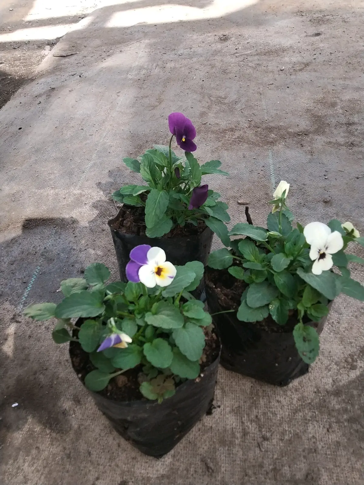 Plantas Pensamientos,violas - miniatura 2