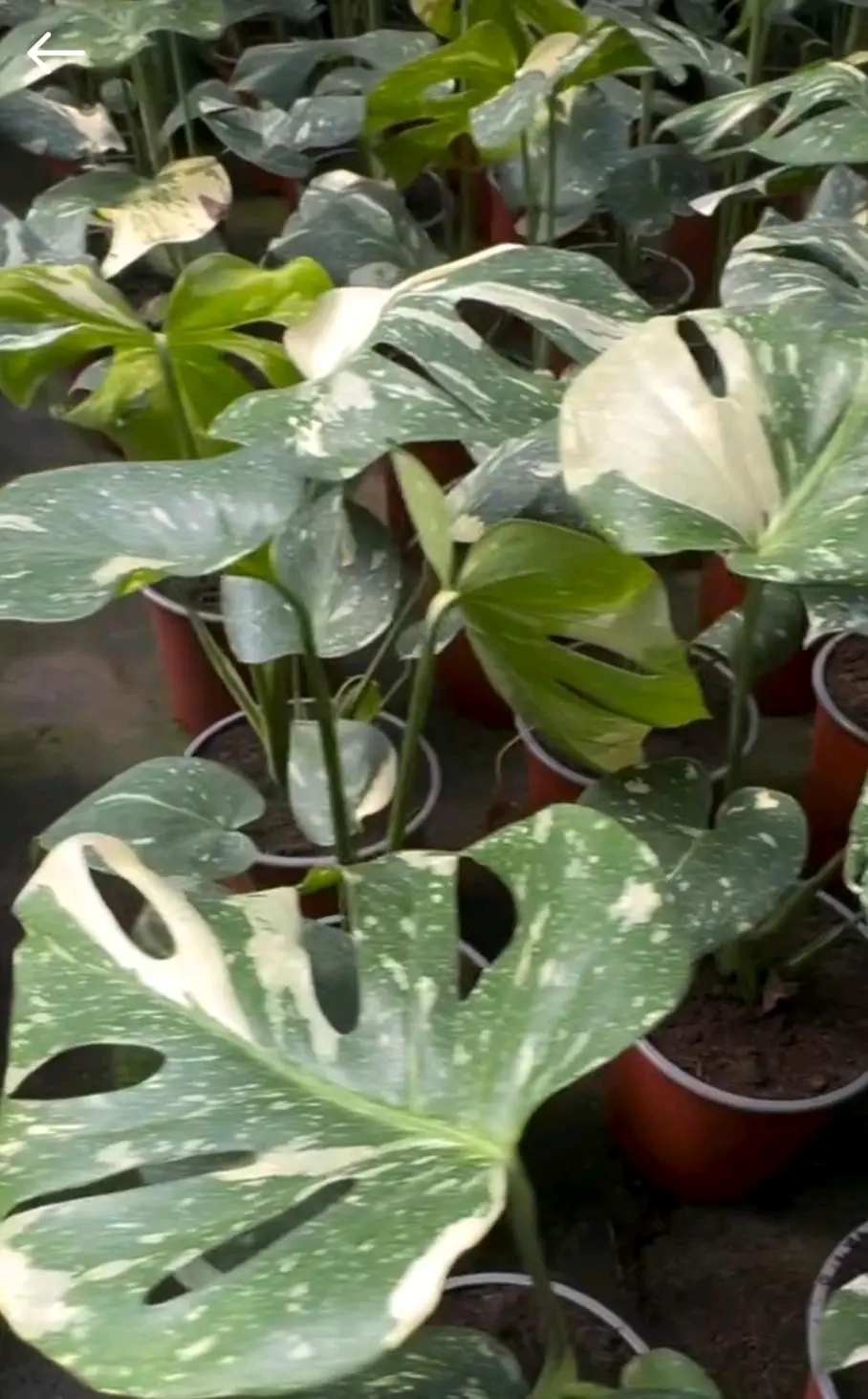 Planta Monstera Thays Constelations