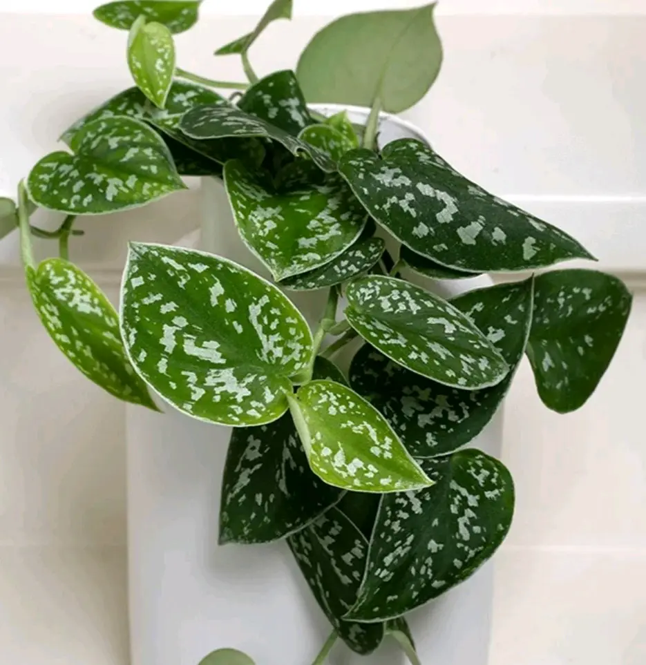 Planta Photus Picthus