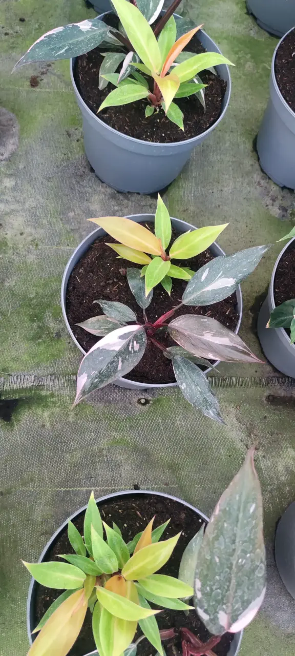 Mixs de Plantas de Colección - miniatura 1