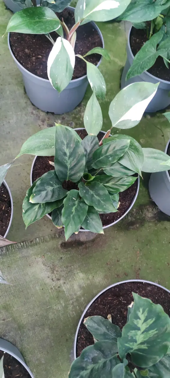 Mixs de Plantas de Colección - miniatura 2