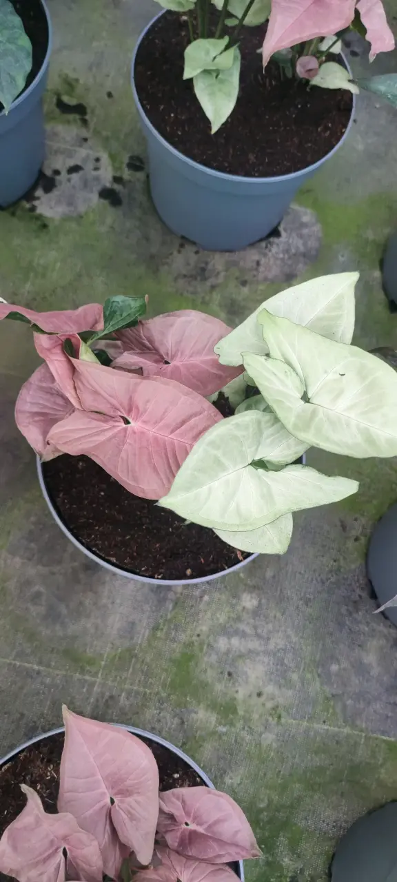 Mixs de Plantas de Colección - miniatura 3