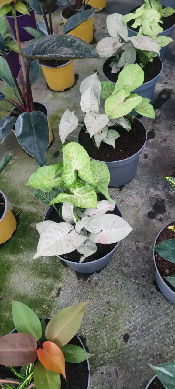 Mixs de Plantas de Colección - miniatura 4
