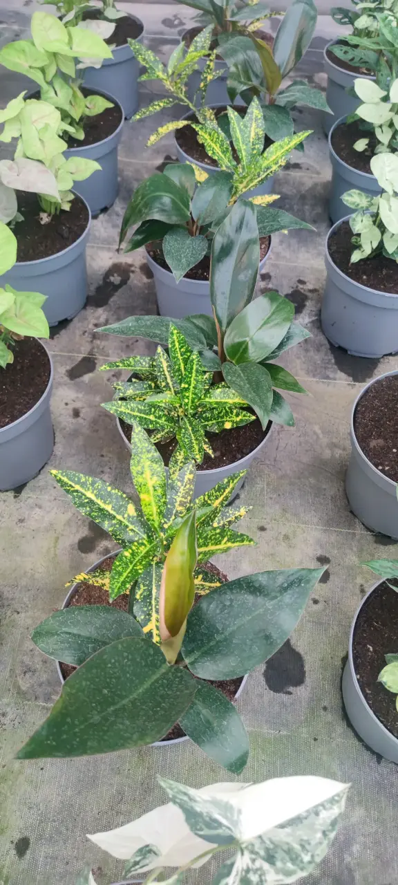Mixs de Plantas de Colección - miniatura 5