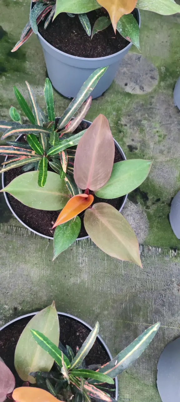 Mixs de Plantas de Colección - miniatura 6
