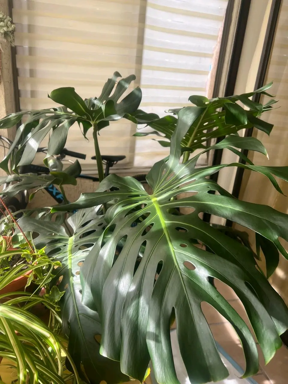 Planta Monstera grande - miniatura 1