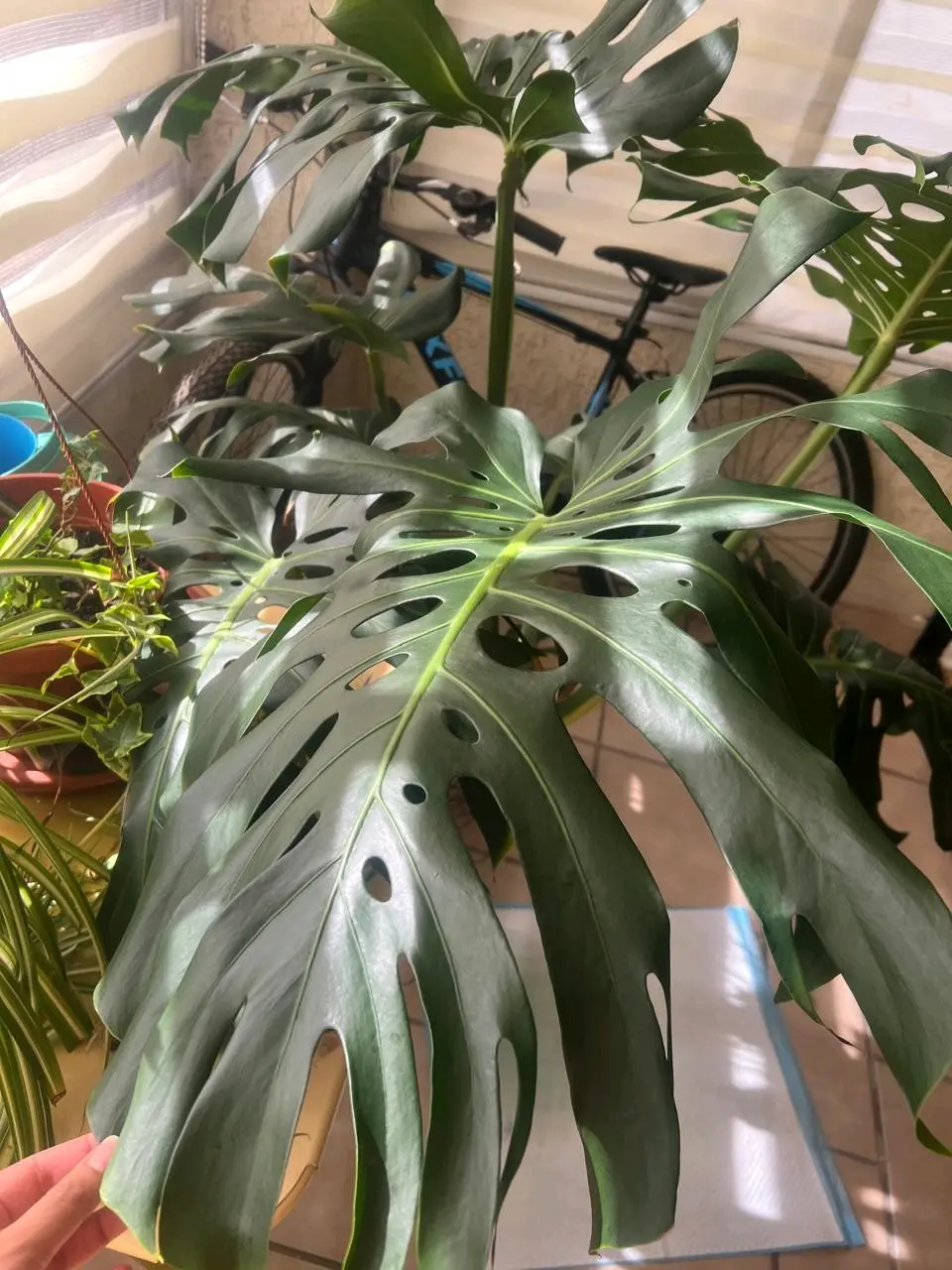 Planta Monstera grande - miniatura 2