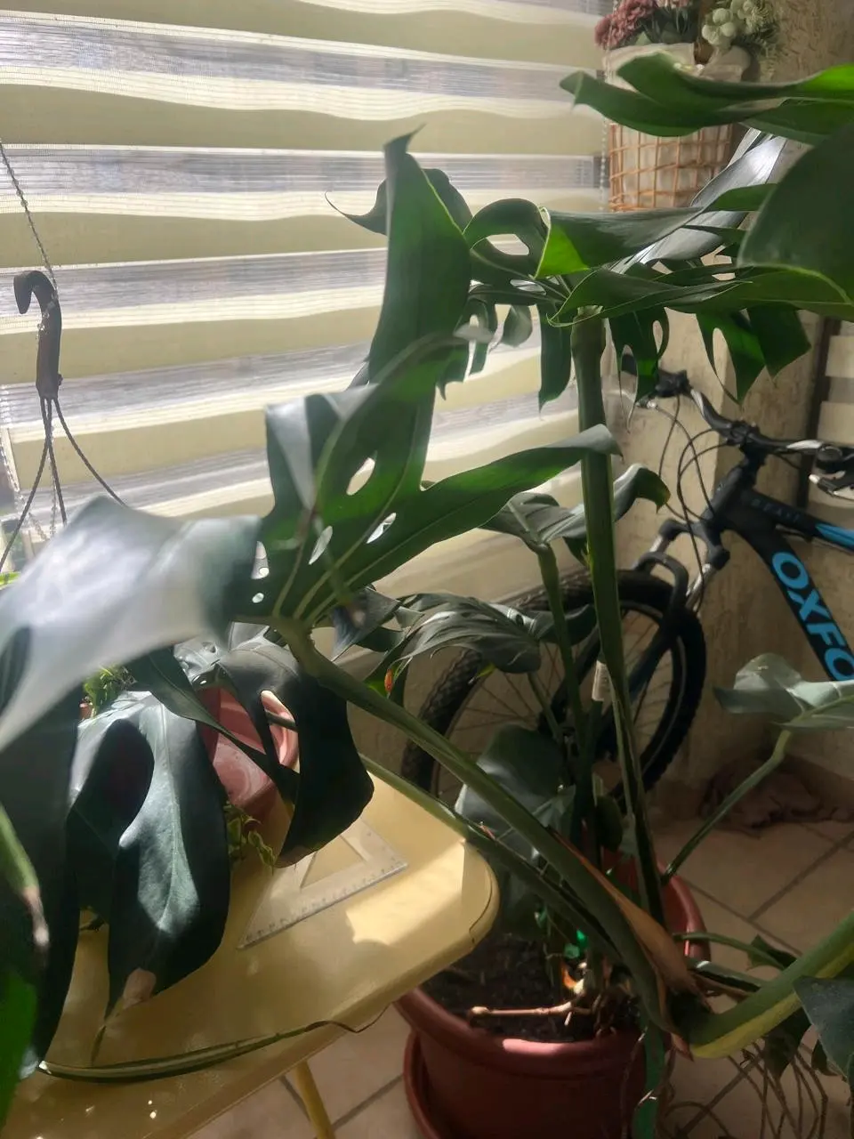 Planta Monstera grande - miniatura 3