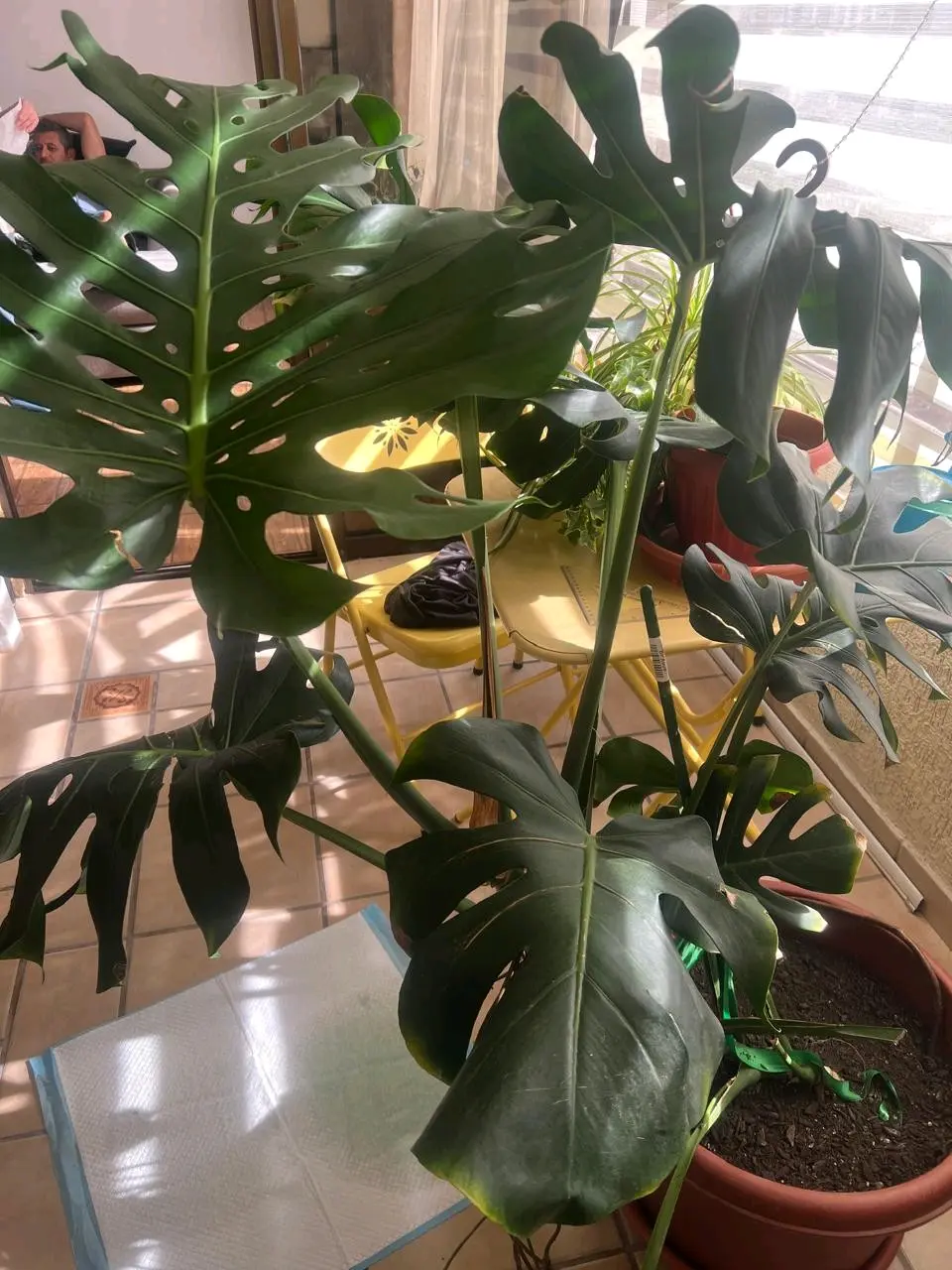 Planta Monstera grande - miniatura 4