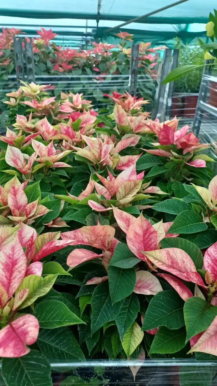 Planta Flores del Inca - miniatura 2