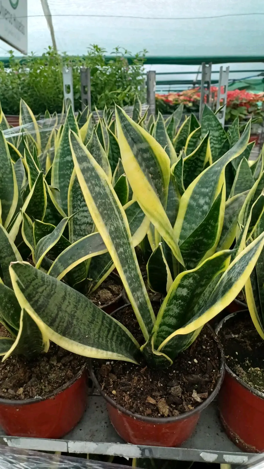 Planta Sansevieria Superba