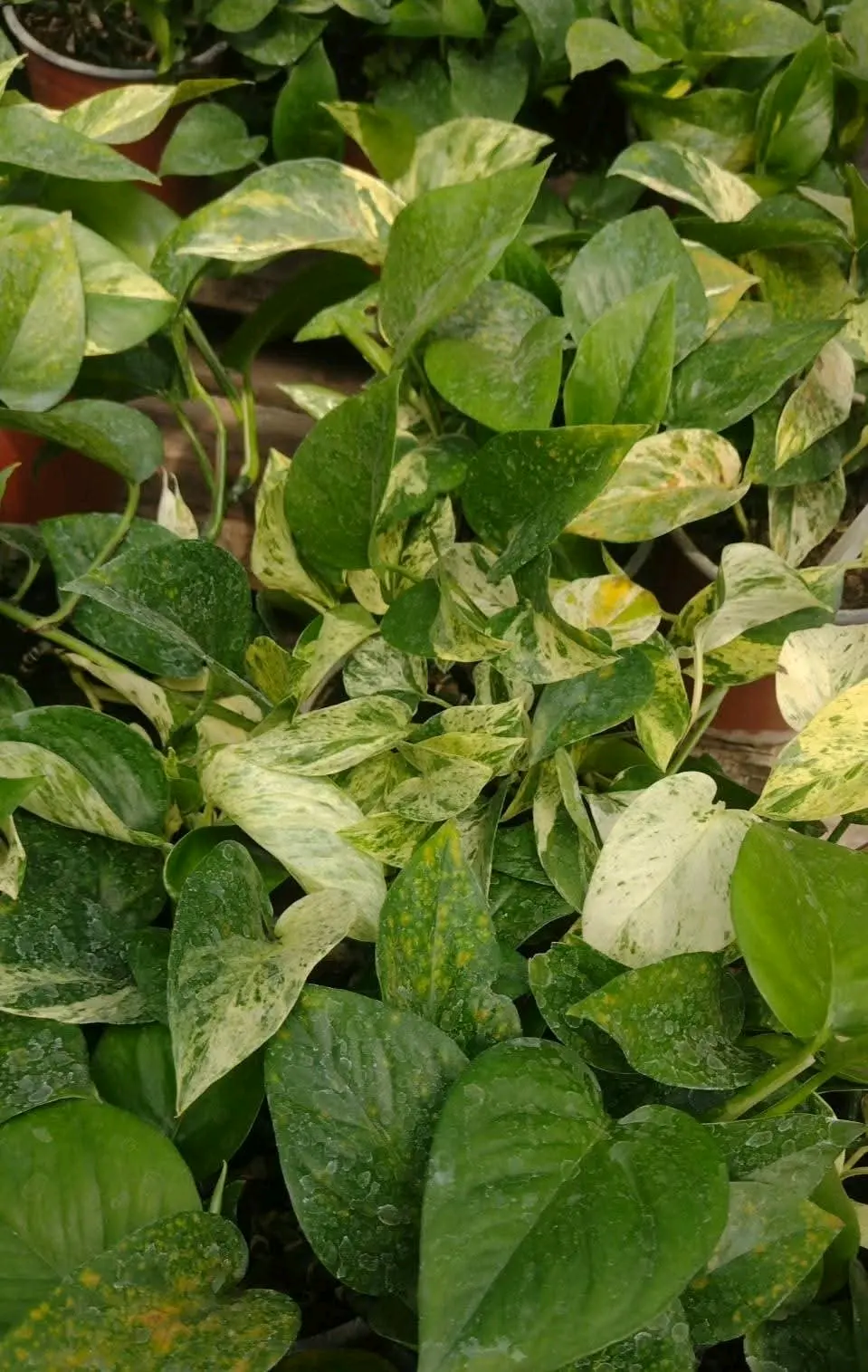 Planta Photus Marley Queen