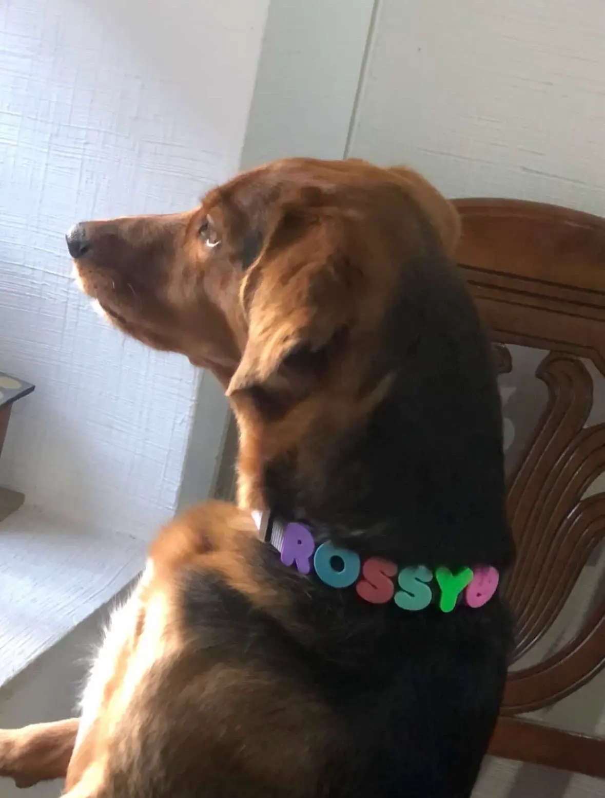 Collar de perro personalizado talla S - miniatura 2