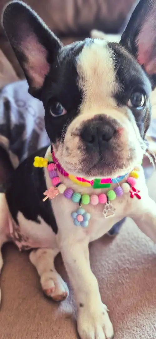 Collar de perro personalizado talla S - miniatura 3