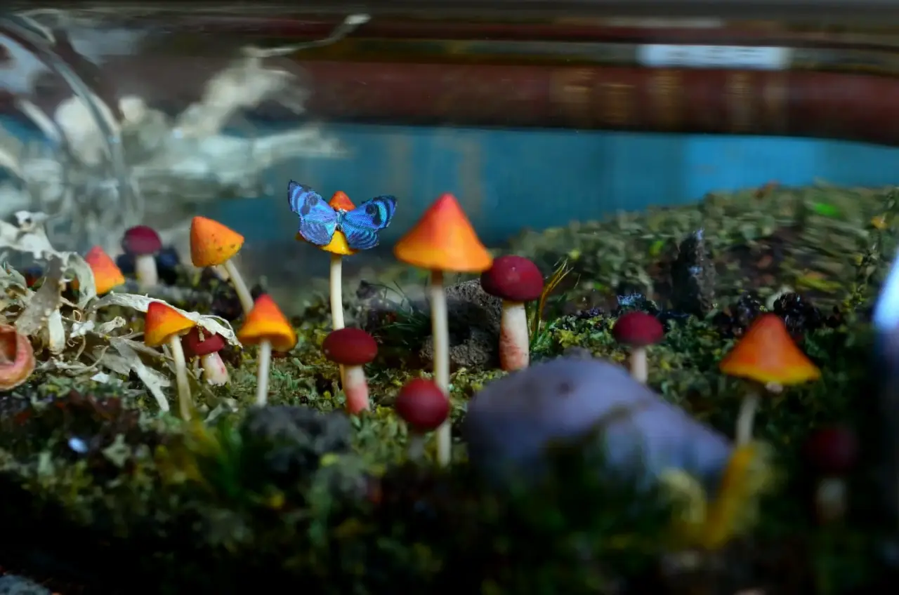 Terrario decorativo en botella - miniatura 2