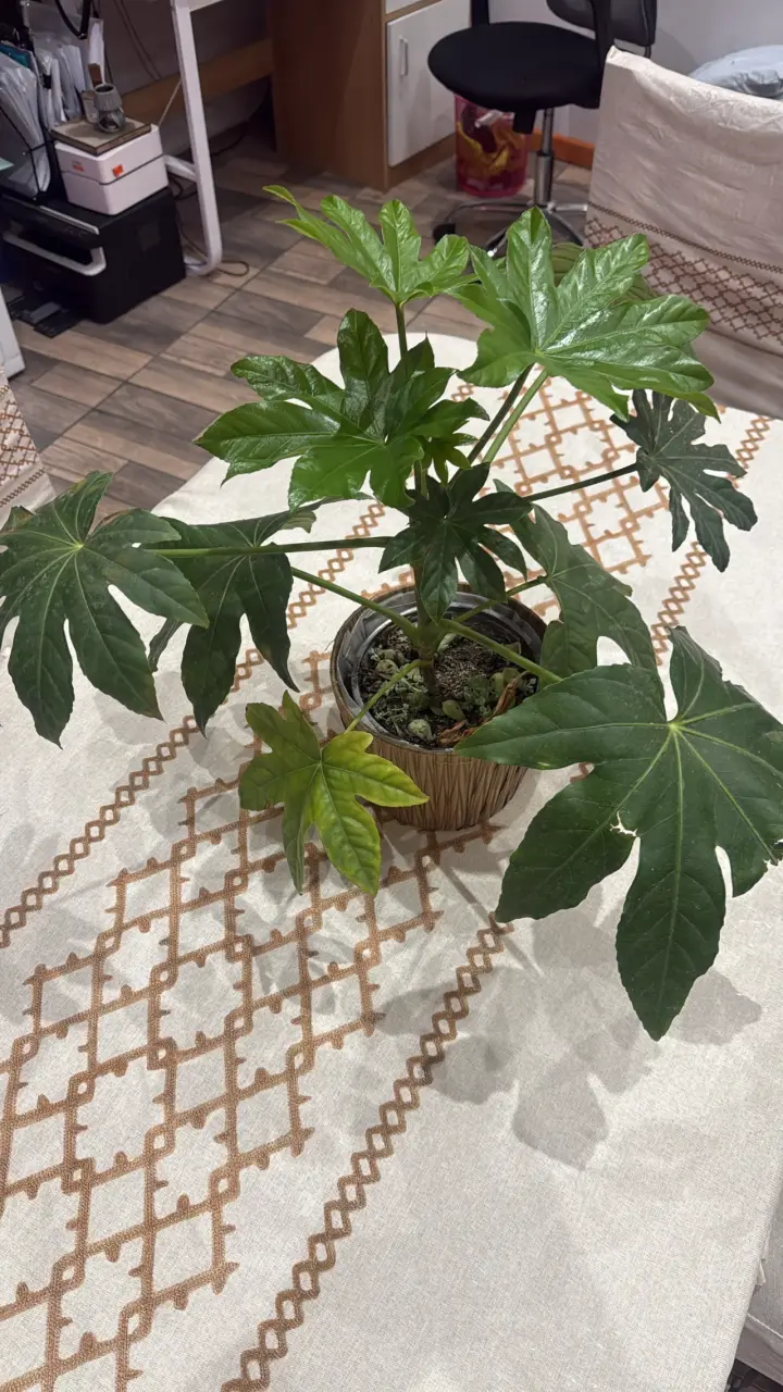 Planta de interior con maceta