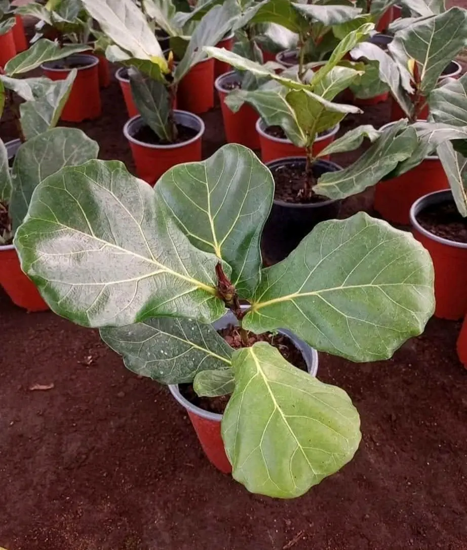 Planta Ficus Lyrata en maceta - miniatura 1