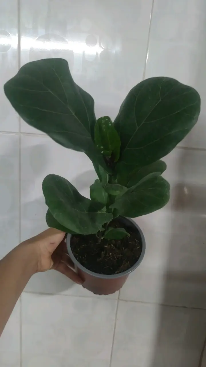 Planta Ficus Lyrata en maceta - miniatura 6