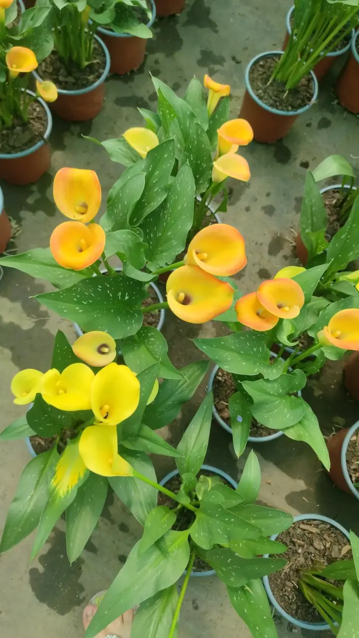 Planta Calas - miniatura 3