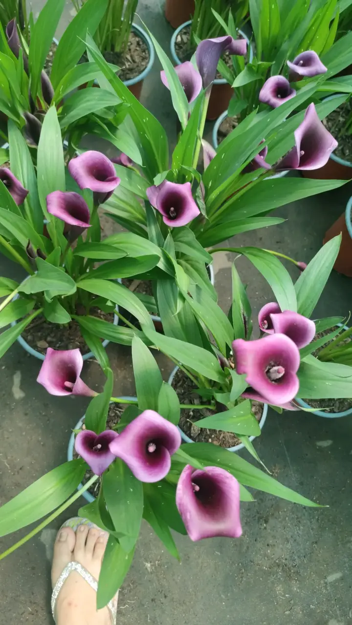 Planta Calas - miniatura 4