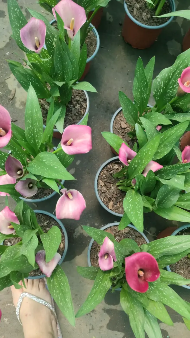 Planta Calas - miniatura 5
